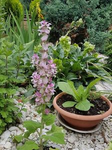 Salvia sclarea