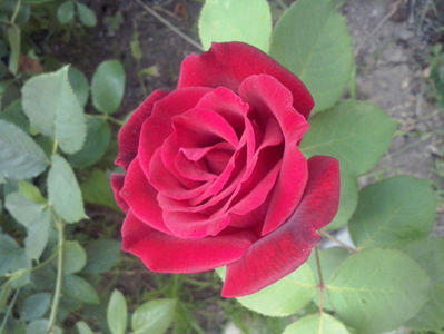 CAM02437