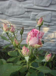 CAM02449