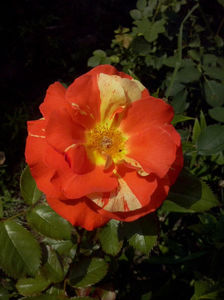 CAM02454