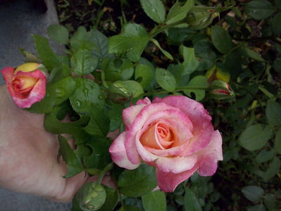 CAM02469