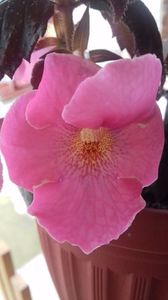 konrad michelssen; floare mare 5 cm
