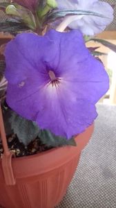 odessa blue; floare mare 6 cm
