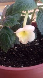 santiano improved; floare de culoare galbena , floare medie 3 cm
