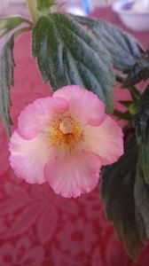 rozi roza; floare mica 2 cm
