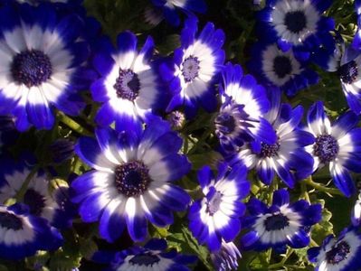 blue-flowersb