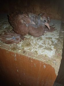 received_214896222655052