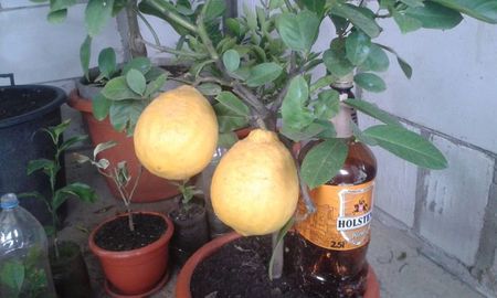Lămâi roșu