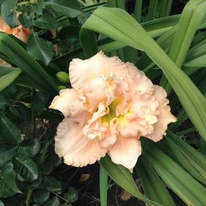 Siloam stainlet delight