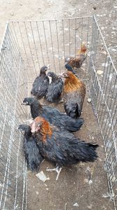 Marans negru aramiu