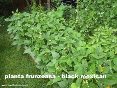 bush-bean-garden-4314ss; http://www.geniuskitchen.com/about/black-bean-192
