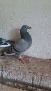Cel mai mare