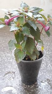 20180617_074611(0)