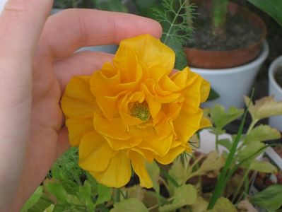 ranunculus