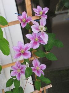 clematis Piilu