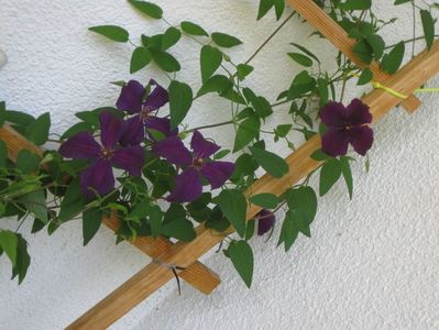 Clematis Jackmanii