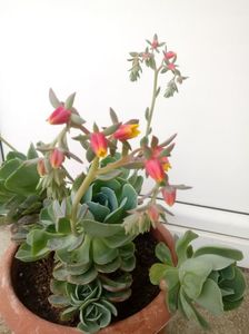 Echeveria Glauca