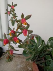 Echeveria Glauca