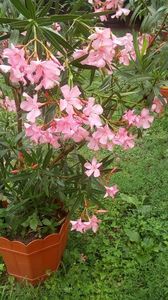 IMG-20180613-WA0002
