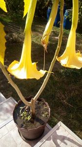 IMG-20171014-WA0007