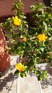 IMG-20171014-WA0003
