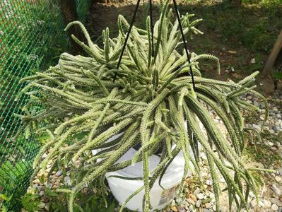 Rhipsalis baccifera ssp. horrida