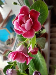 17.06; Gloxinia
