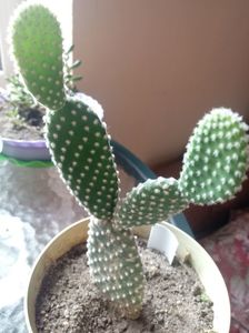 Opuntia Microdasys var Palida albispinus