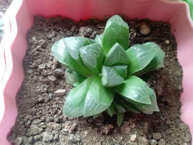 Haworthia Retusa