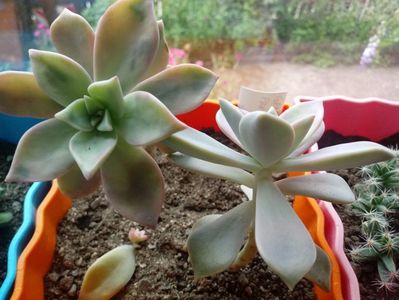 Graptopetalum Paraguayense