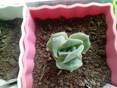 Echeveria Lovely Roses