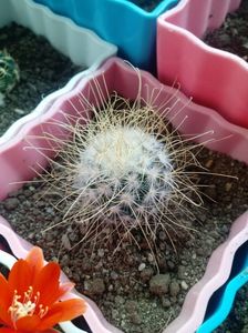 Mammillaria Rekoi ssp Leptacantha