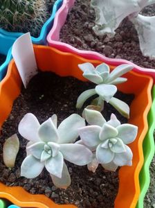 Graptopetalum Snow White