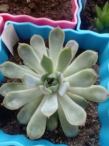 Echeveria Pulidonis Derenbergii