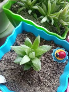 Haworthia Longibrachteata