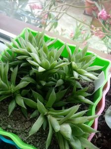 Haworthia Cooperii