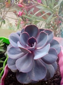Echeveria magical red