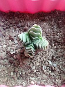 Crassula Buddha's Temple