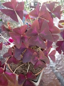 OxalisTriangularis