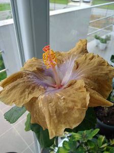 Hibiscus Gomer Moorea Mangy Day 1