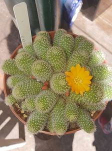 IMG-20180618-WA0005; Rebutia
