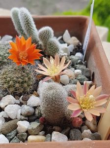 Rebutia heliosa sunrise si rebutia flavistýla