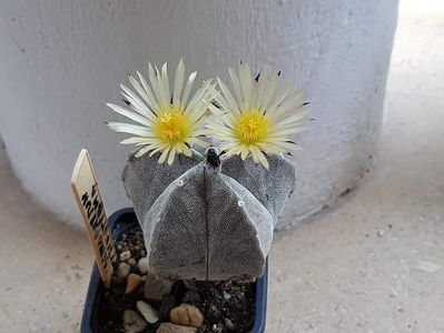 Astrophytum myriostigma