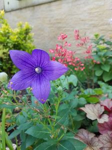 Platycodon