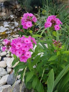 Phlox paniculata