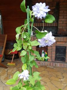 De pe terasa: clematita Mazury in ghiveci