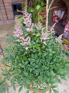 De pe terasa: Astilbe roz la ghiveci