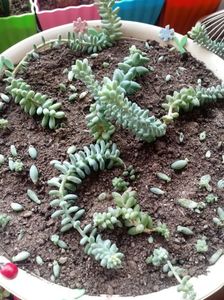 Sedum Morganianum