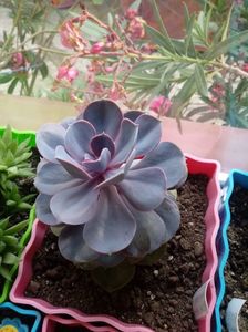 Echeveria magical red