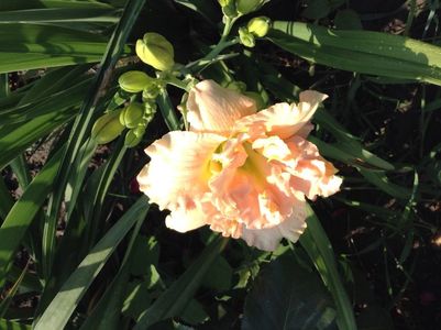 Siloam stainlet delight